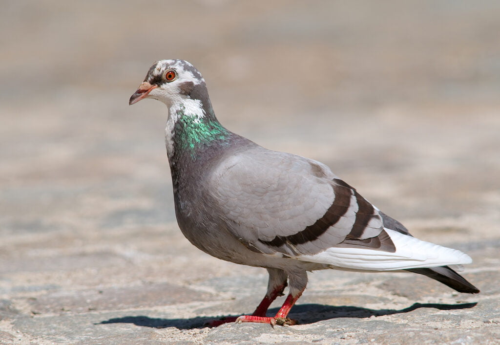 Le nourrissage des pigeons a de lourdes conséquences notamment sanitaires. Cette pratique est interdite et verbalisable.