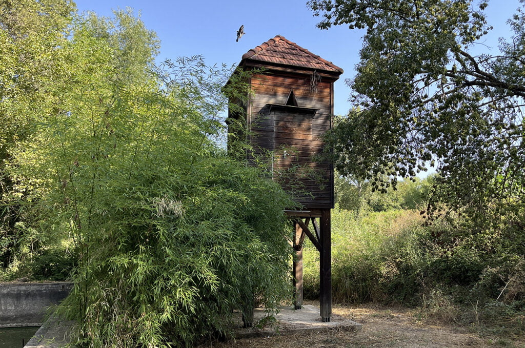 Prolifération des pigeons : attention aux mauvaises pratiques Ville de Brignoles
