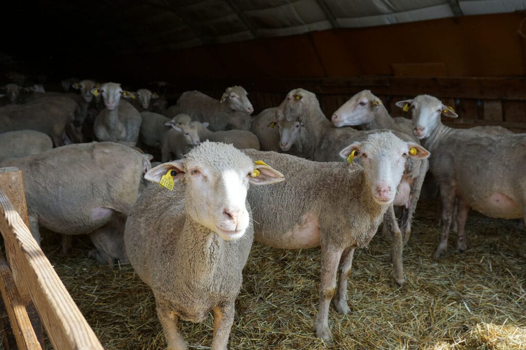 Élevage : un foyer de fièvre catarrhale ovine détecté dans le Var Ville de Brignoles
