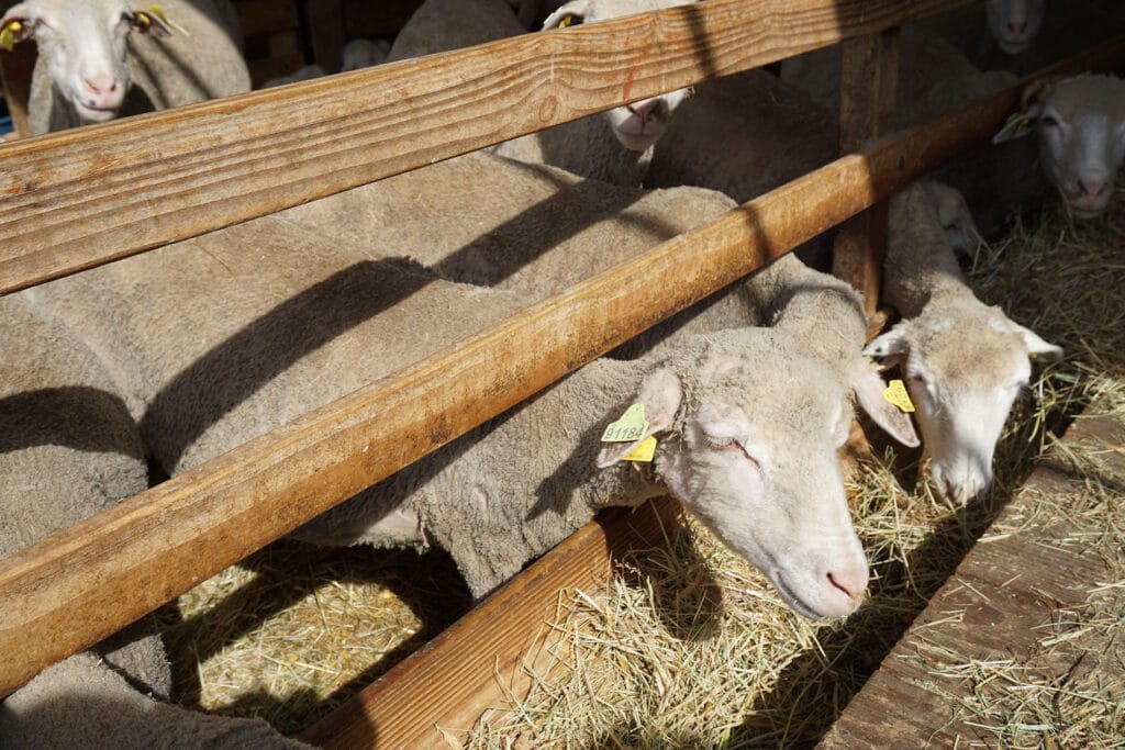 Élevage : un foyer de fièvre catarrhale ovine détecté dans le Var Ville de Brignoles