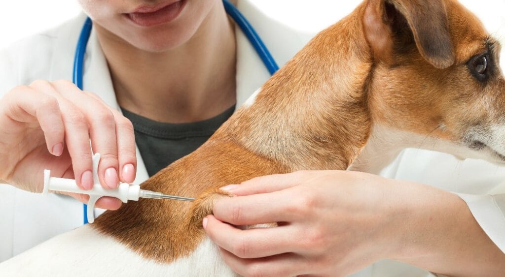 Stérilisation et identification des animaux de compagnie : infos pratiques et réglementaires Ville de Brignoles