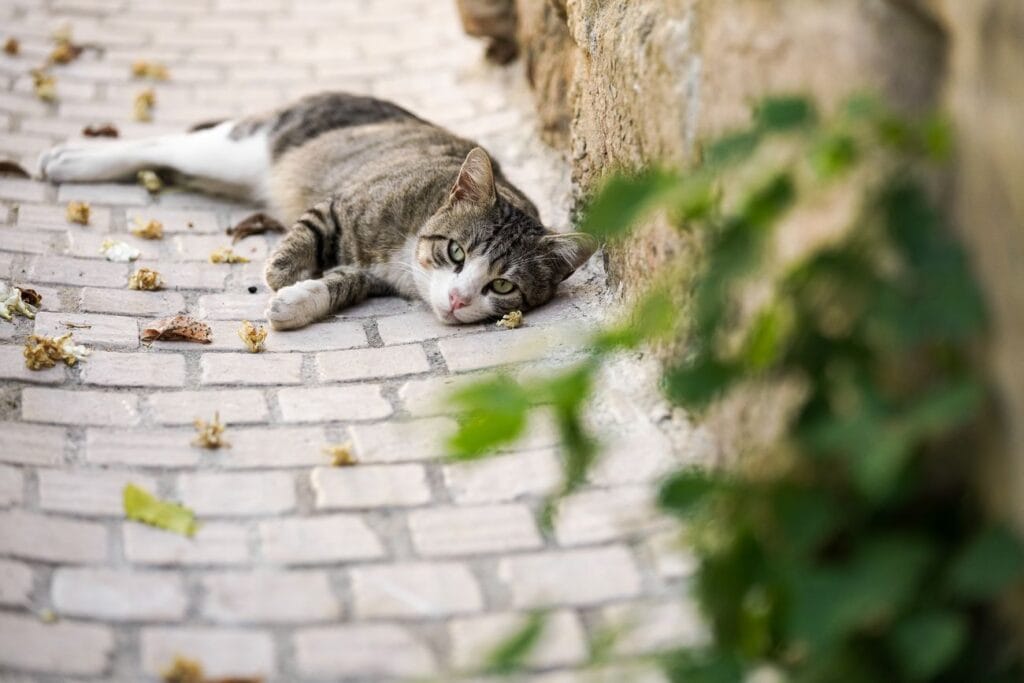 Stérilisation et identification des animaux Ville de Brignoles