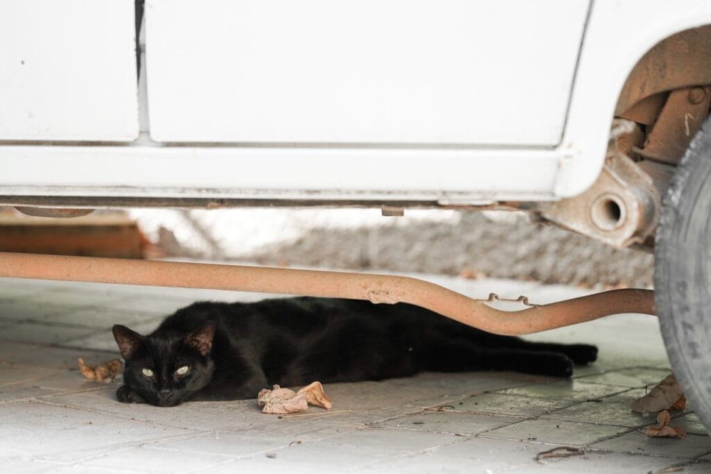 Stérilisation et identification des animaux Ville de Brignoles