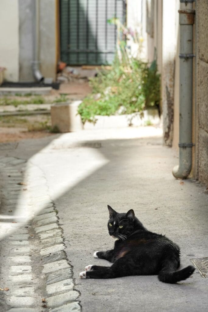Stérilisation et identification des animaux Ville de Brignoles