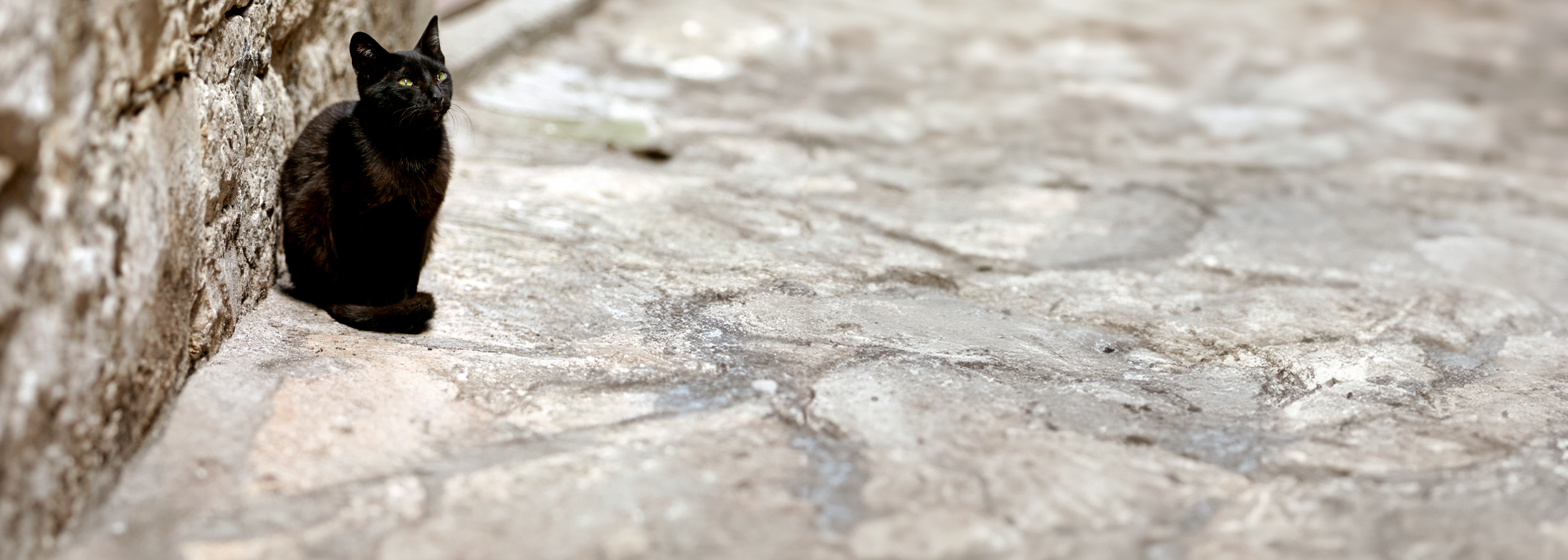 Animaux Ville de Brignoles