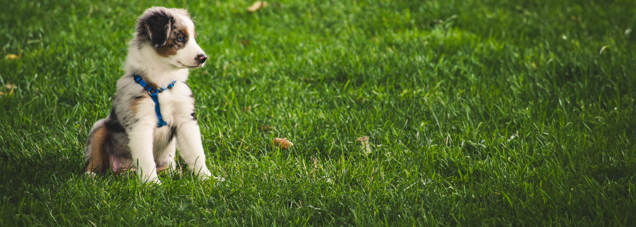 Propreté canine Ville de Brignoles