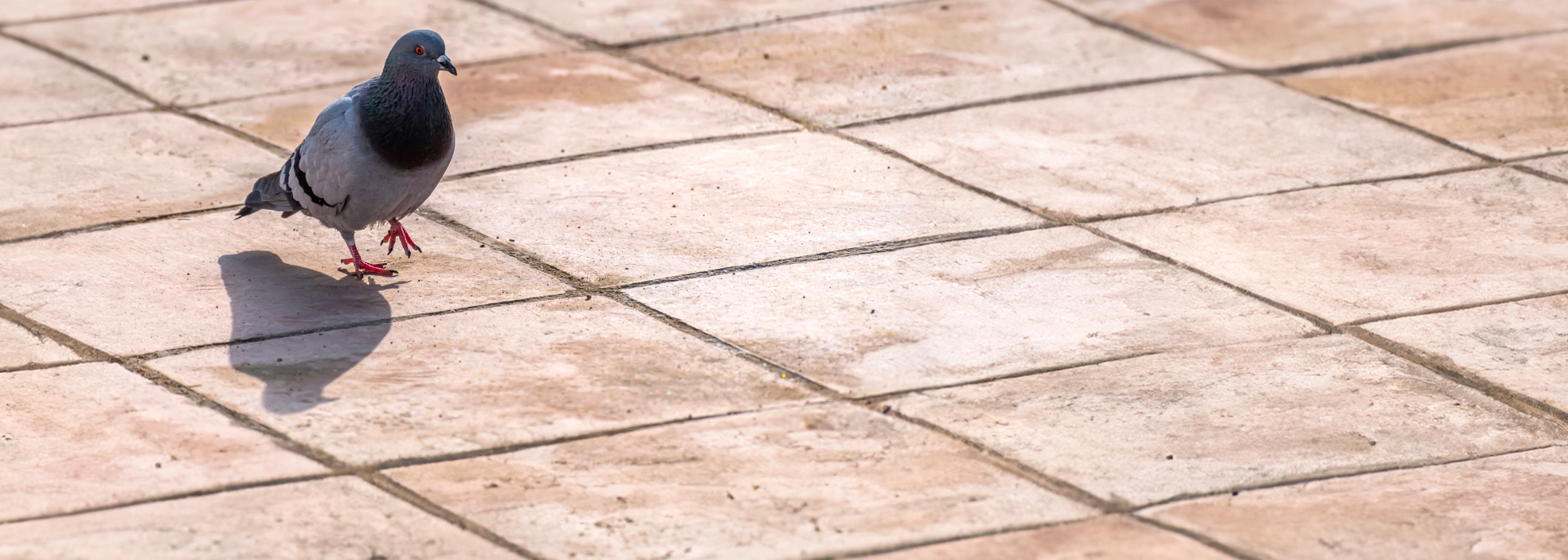 Prolifération des pigeons Ville de Brignoles