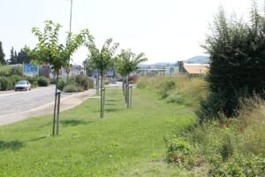 Le fauchage tardif : un parti pris écologique Ville de Brignoles