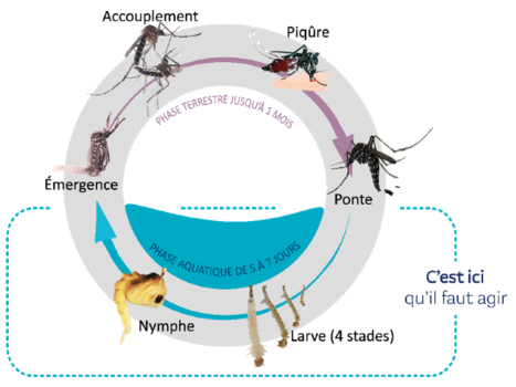 Lutte contre le moustique tigre : l'affaire de tous Ville de Brignoles
