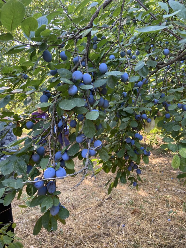 Prunes à Brignoles : une récolte de 650 kg Ville de Brignoles