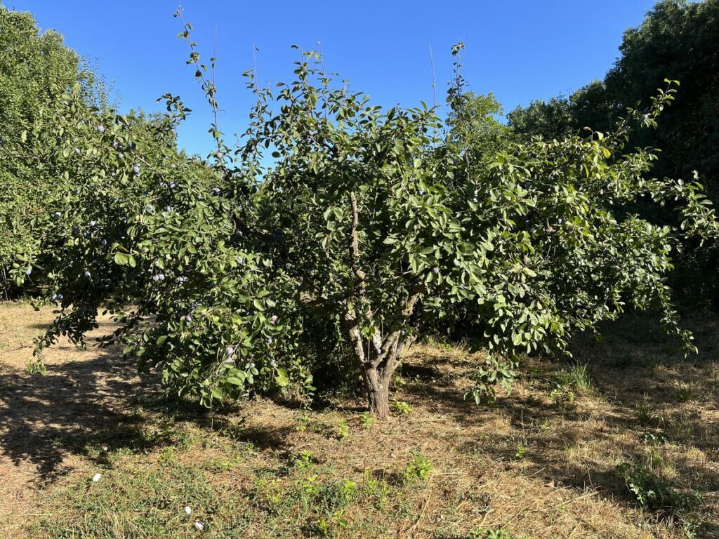 Prune de Brignoles : premiers pas vers l'IGP Ville de Brignoles
