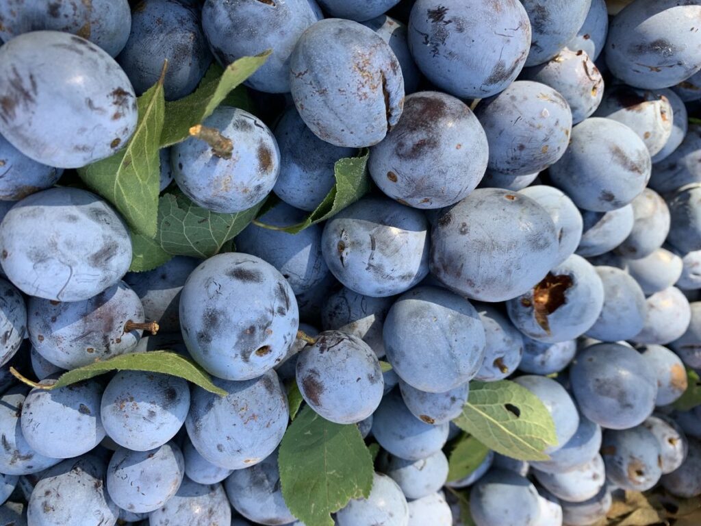 Prune de Brignoles : premiers pas vers l'IGP Ville de Brignoles