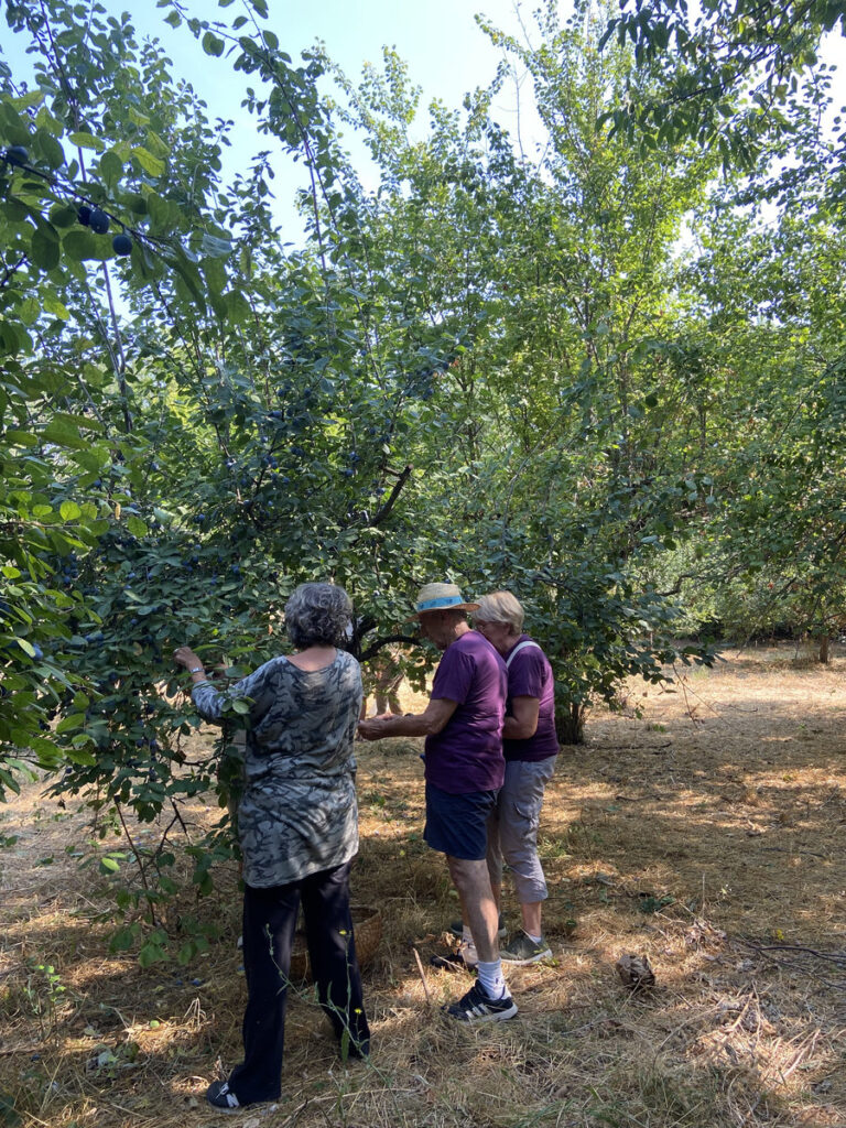 Prunes à Brignoles : une récolte de 650 kg Ville de Brignoles
