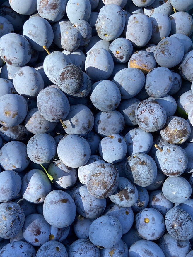 Prunes à Brignoles : une récolte de 650 kg Ville de Brignoles