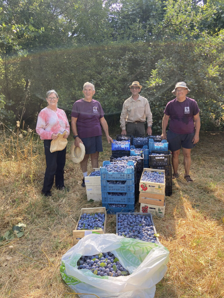 Prunes à Brignoles : une récolte de 650 kg Ville de Brignoles