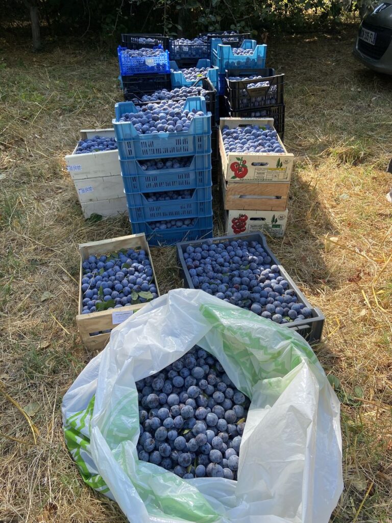 Prunes à Brignoles : une récolte de 650 kg Ville de Brignoles
