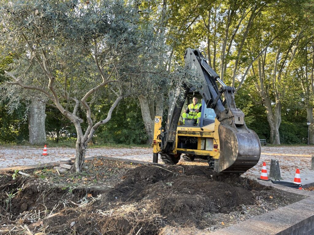 Des plantations économes en eau Ville de Brignoles