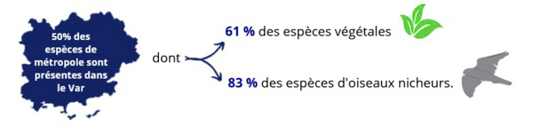 Espèces exotiques envahissantes, EEE : la vigilance de tous s'impose Ville de Brignoles Espèces exotiques envahissantes, EEE : la vigilance de tous s'impose Ville de Brignoles