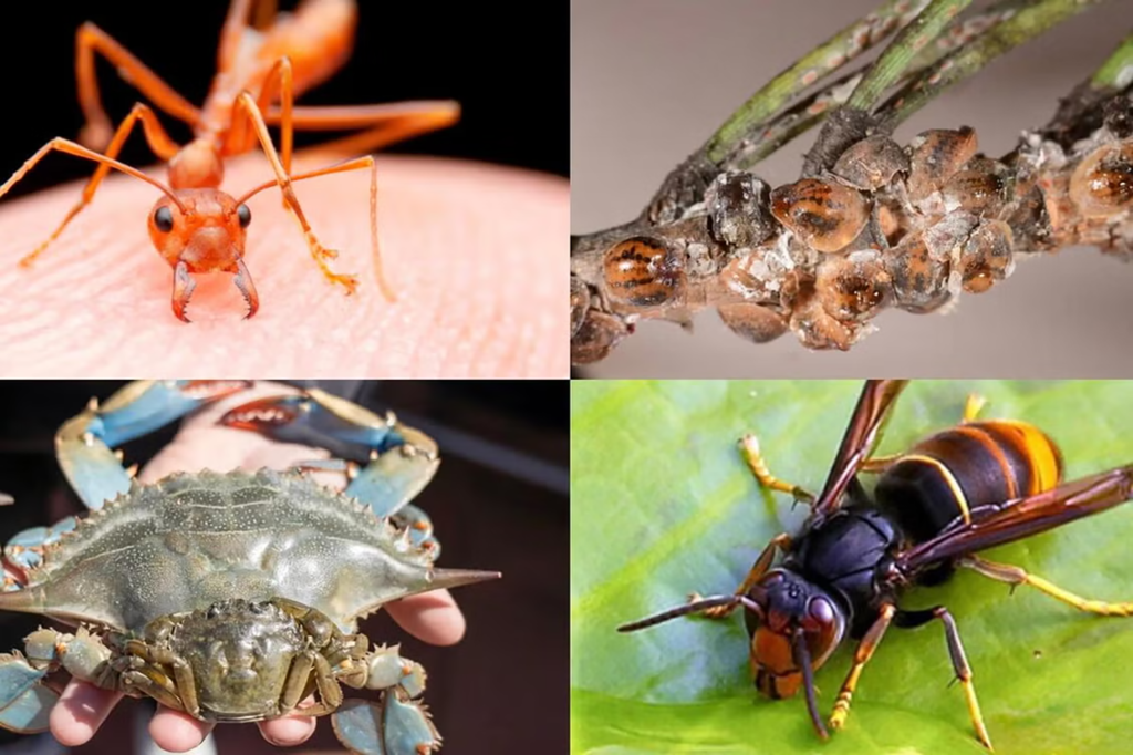 Espèces exotiques envahissantes, EEE : la vigilance de tous s'impose Ville de Brignoles Espèces exotiques envahissantes, EEE : la vigilance de tous s'impose Ville de Brignoles